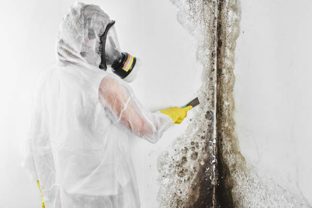 Best Commercial Mold Remediation in South Waverly, PA